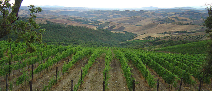 Montecucco vineyards Colle Castagno