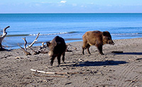 Cinghiali in libertà nel parco naturale della Maremma ad Alberese