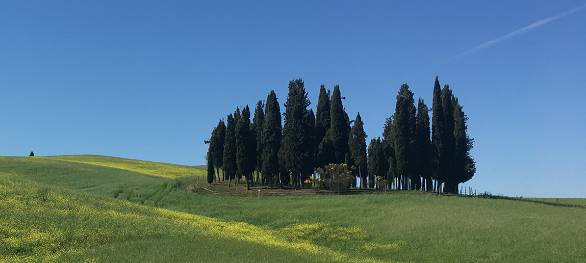 Group of cypress trees (Cupressus) in San Quirico d'Orcia, Tuscany