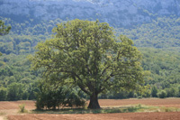 Downy Oak